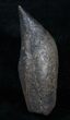 Fossil Sperm Whale Tooth - Inches (Miocene) #3765-1